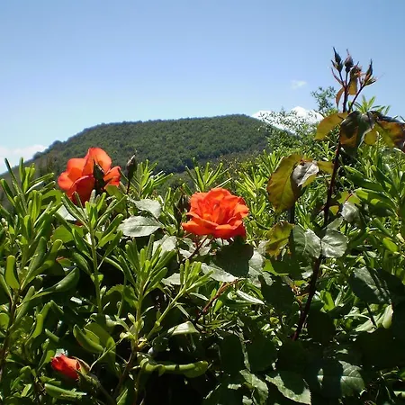 Monte Ilice فيلة